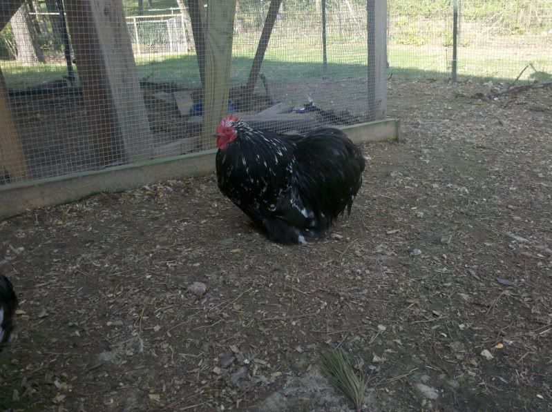 2011-04-10_09-59-27_530.jpg