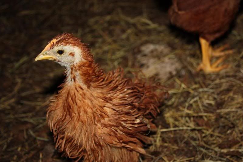 bantam2.jpg