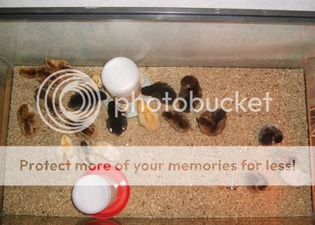 newbabychicks003.jpg