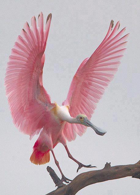 bird-pink.jpg