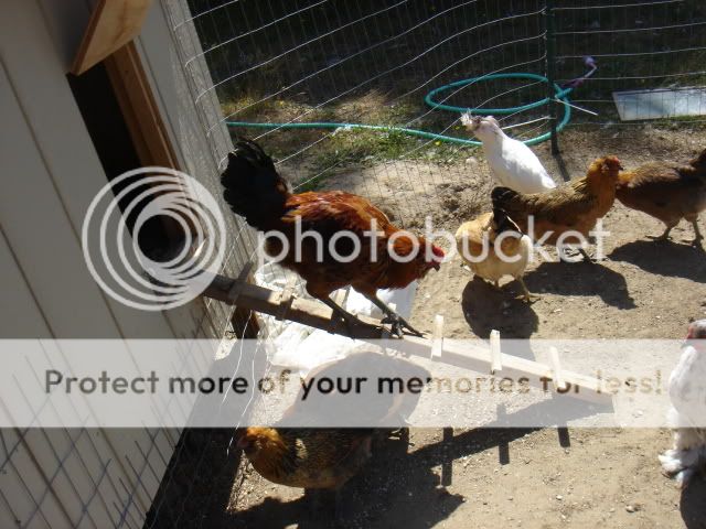 DSC04412.jpg