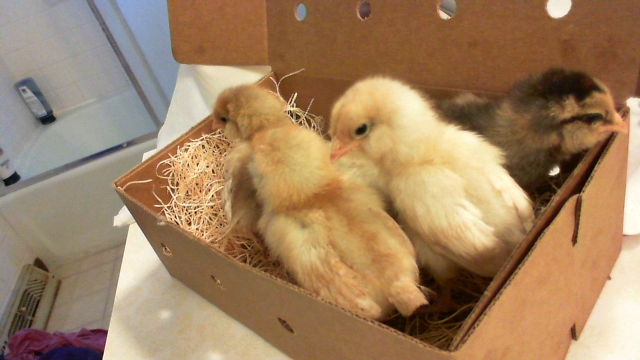 boxofchick1.jpg