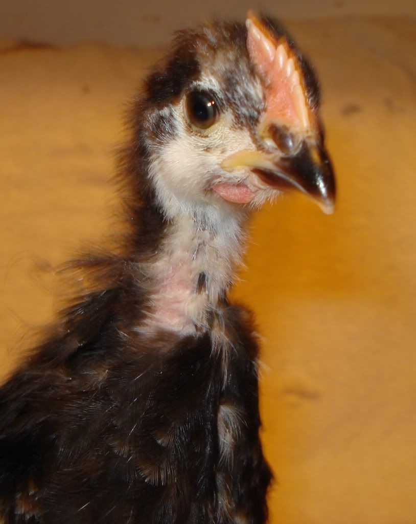 chick2a35wks.jpg