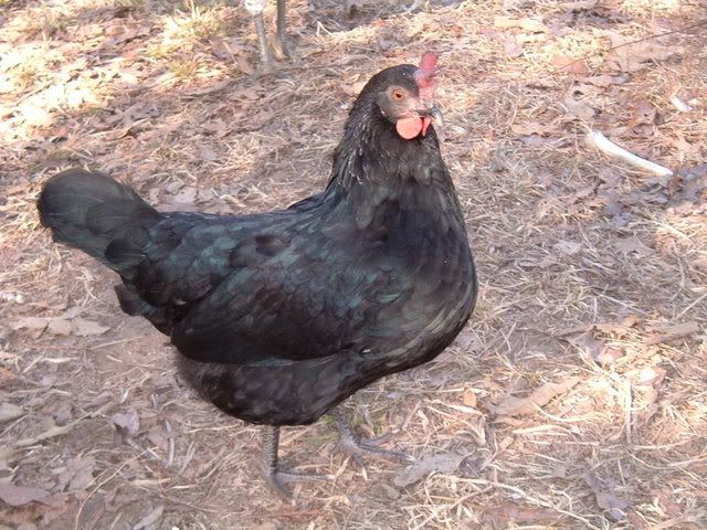BlackBeauty.jpg