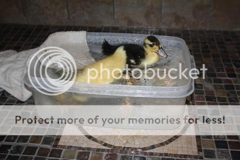 duckies005.jpg