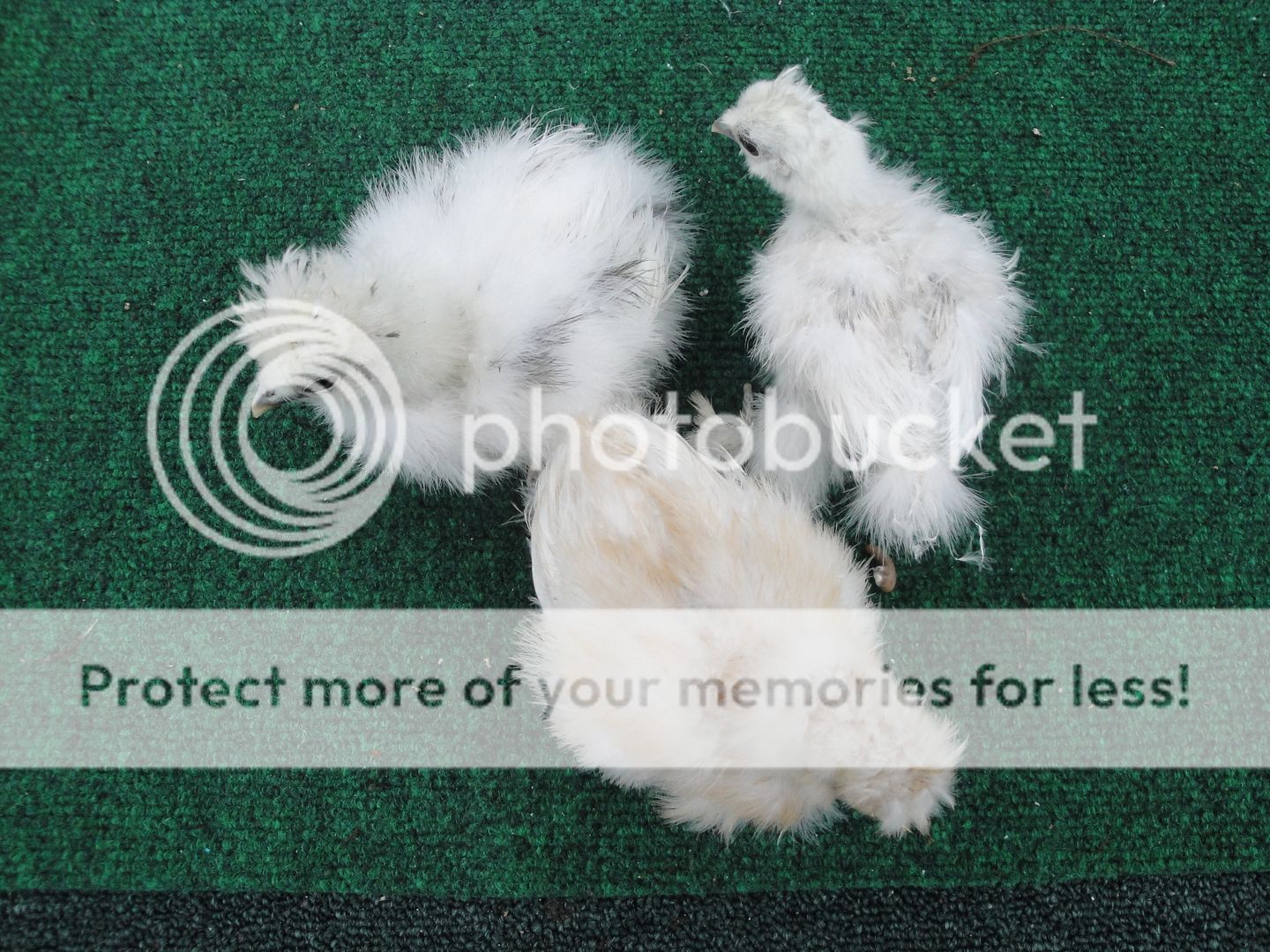 silkieandouille024.jpg