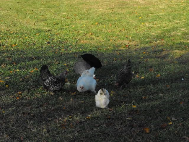 2008_1105TheGang0155.jpg