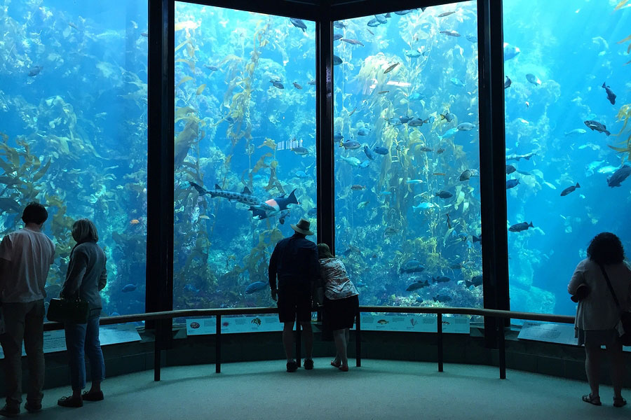 Monterey-Bay-Aquarium.jpg