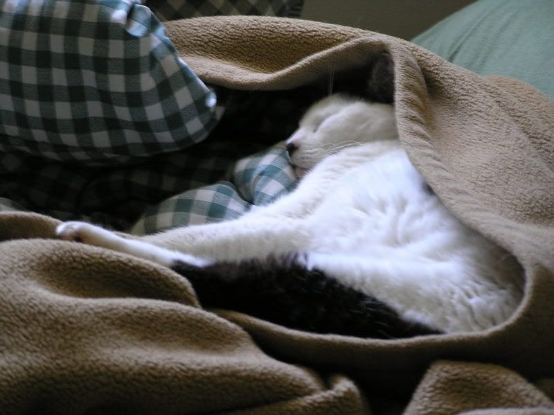 Kitties017.jpg