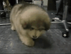 tumblr_ltg4egakXH1qcutlno6_250.gif