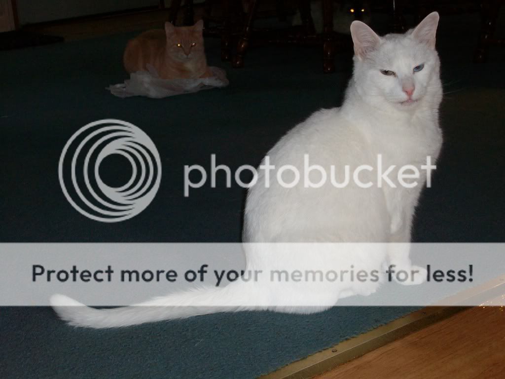 NancysPictures150.jpg