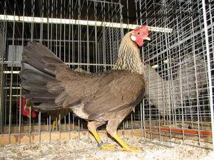leghorn_geelpatrijs_hen.jpg