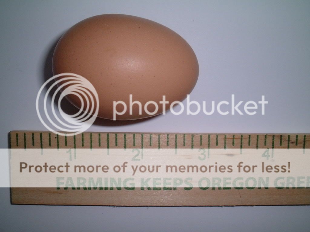 firstegg2-01-08001.jpg