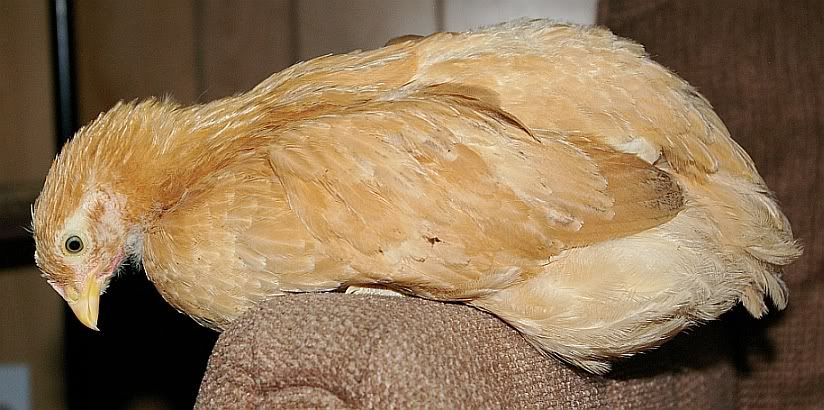 bigbird.jpg