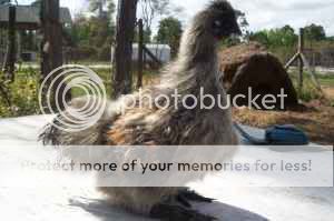 silkie.jpg