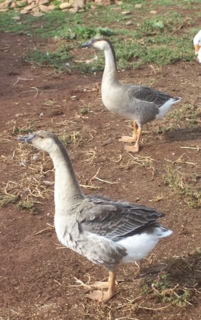 Geese20080909_3b.jpg