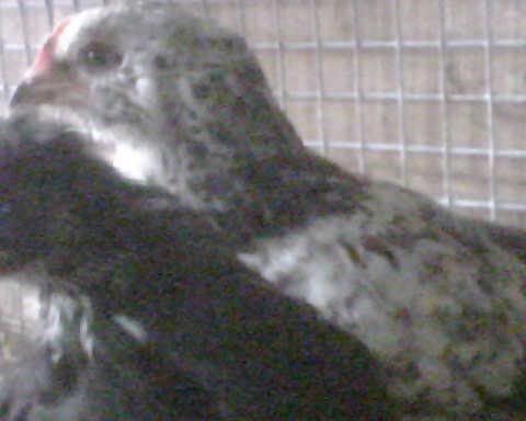 Chicken22.jpg