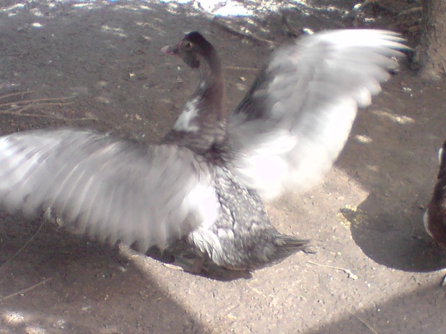 BIG_0009240992.jpg