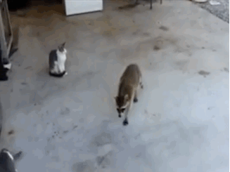 olMU2BB.gif