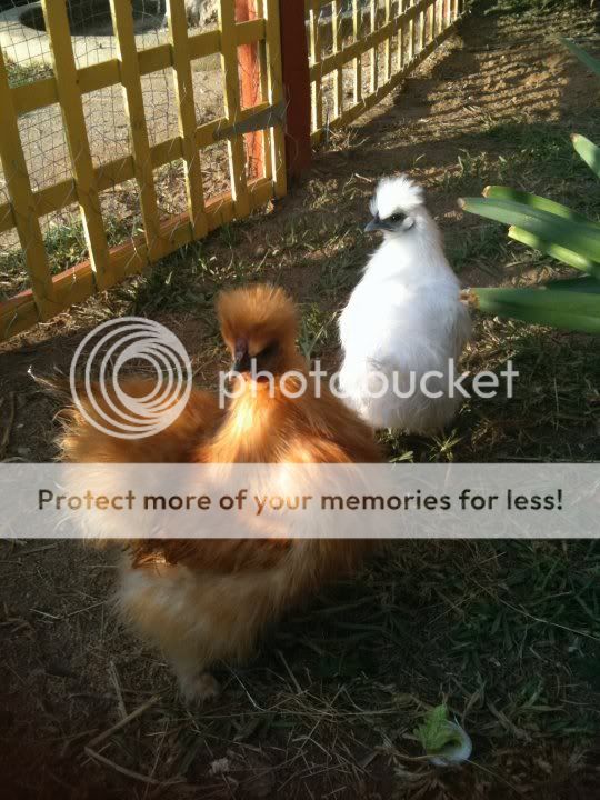 silkies.jpg