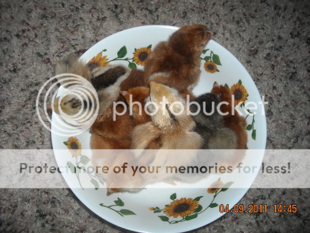 RIRhatchandlemonblueandAmeraucanas002.jpg