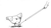 chicken_hook.jpg