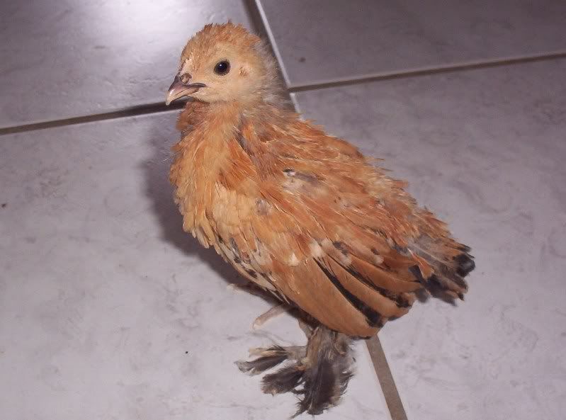 chickens018.jpg