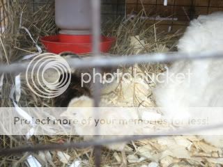 chicks006.jpg