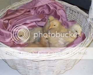 LBbabies-BMbabie-MFCPullets001.jpg