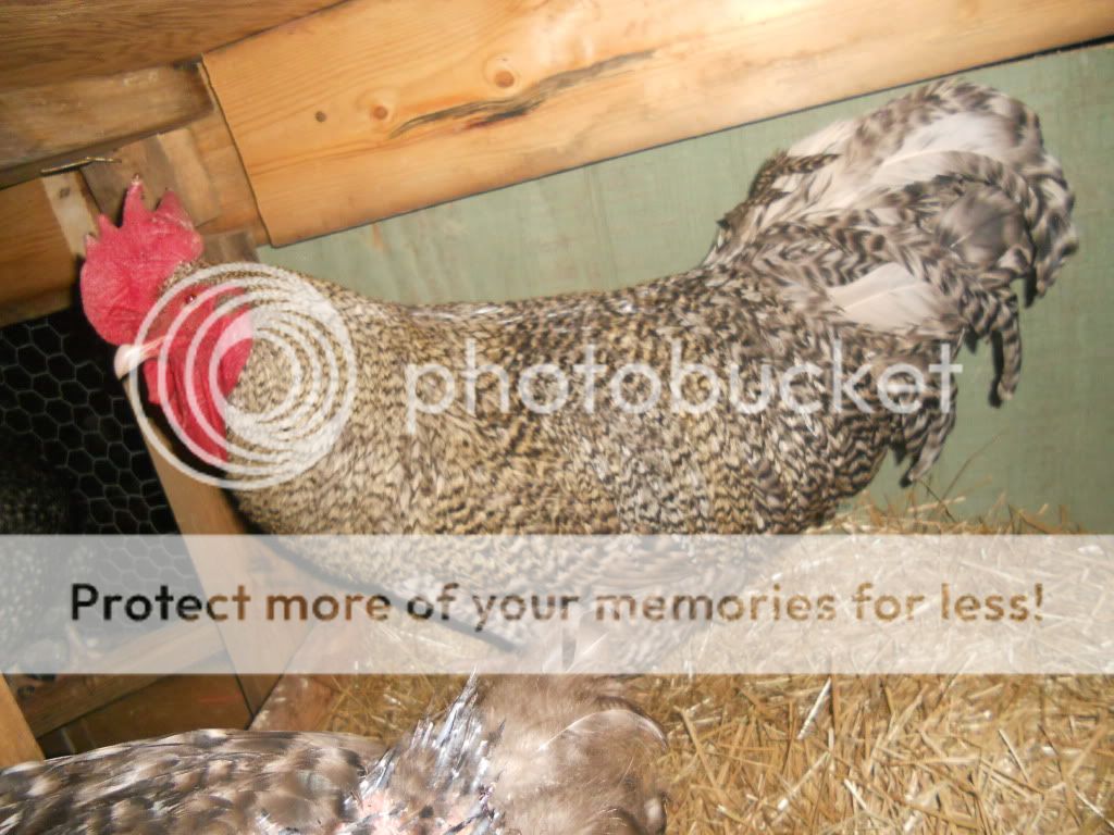 DSCN2707.jpg