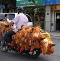 chickens-1.jpg