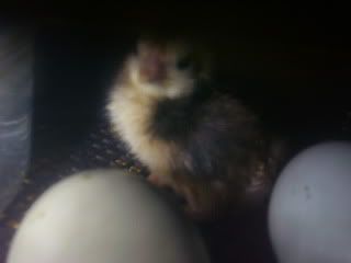 Chicks2-1-08065.jpg