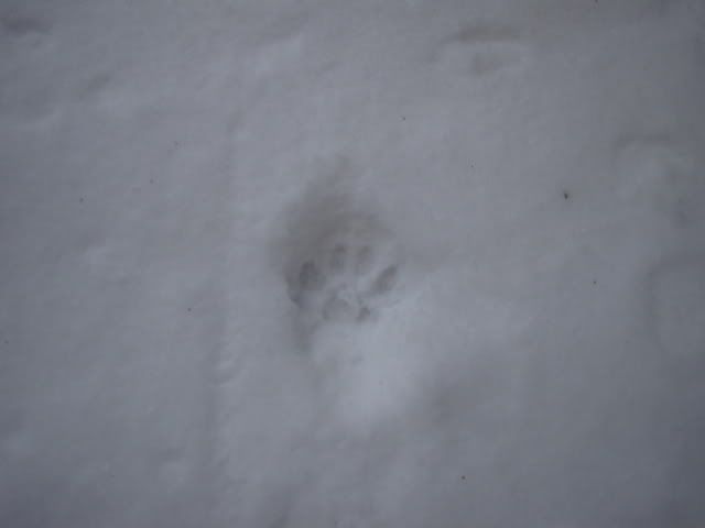 tracks031.jpg
