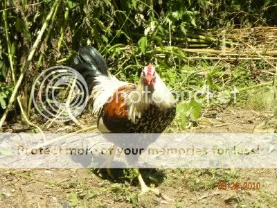 rooster.jpg