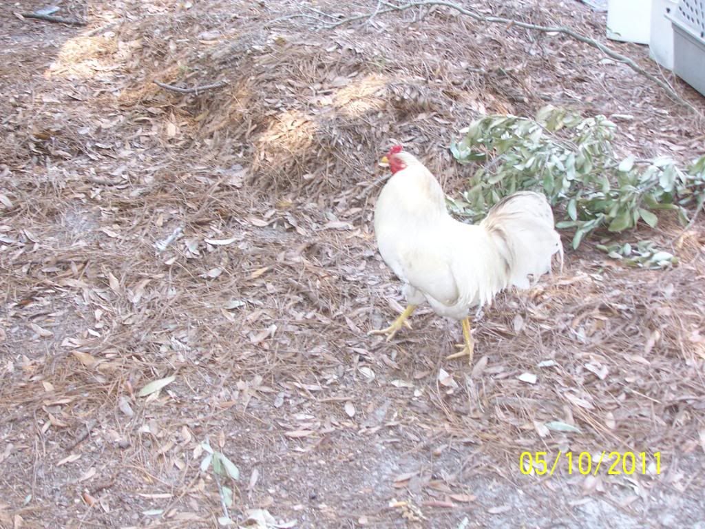 OurBirds078.jpg