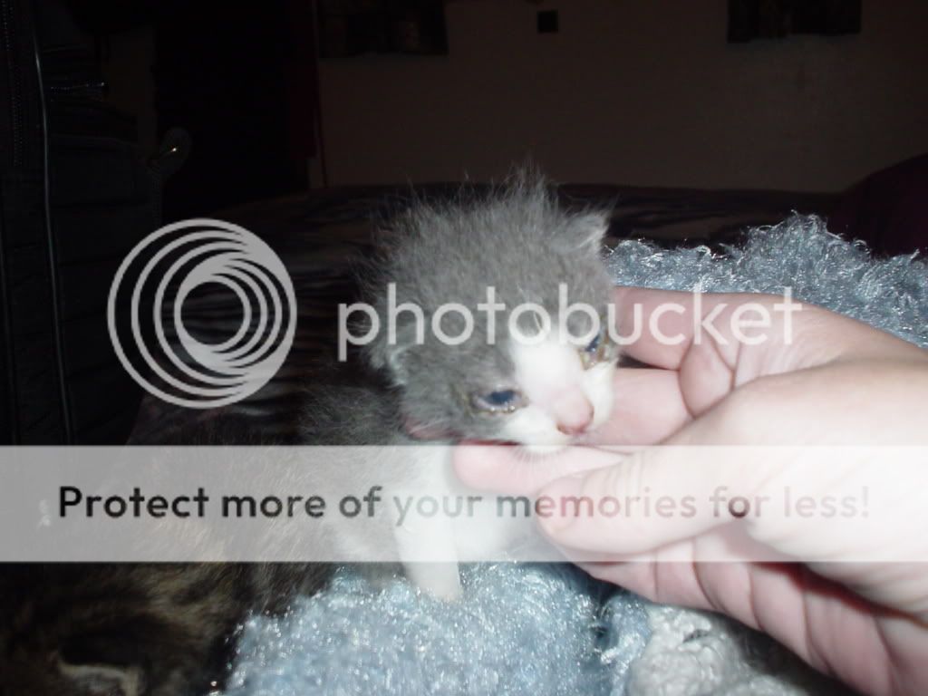 puppypics033.jpg
