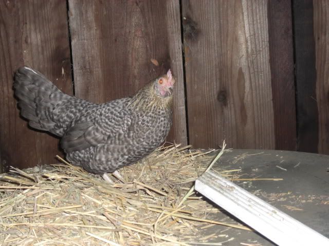 Chicken047.jpg
