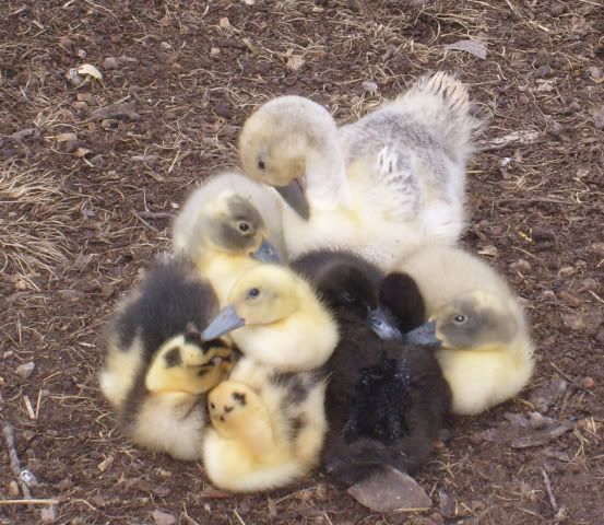 duckquestions001-1.jpg