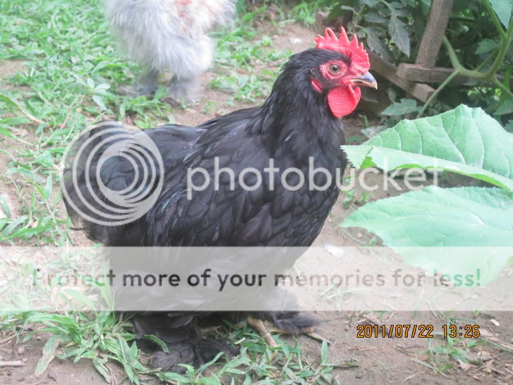 newchickens007.jpg