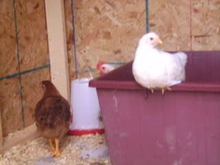chicks151.jpg