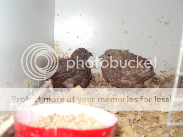 incubator001.jpg