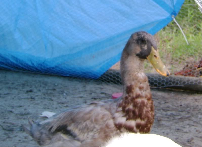 Newduck.jpg