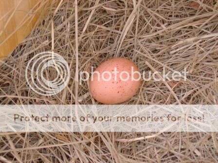 the-perfect-egg.jpg