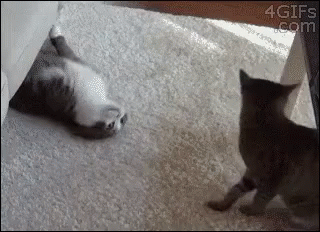 5dc39a1dd1bc8bea9b8adbd2adabb3d6.gif