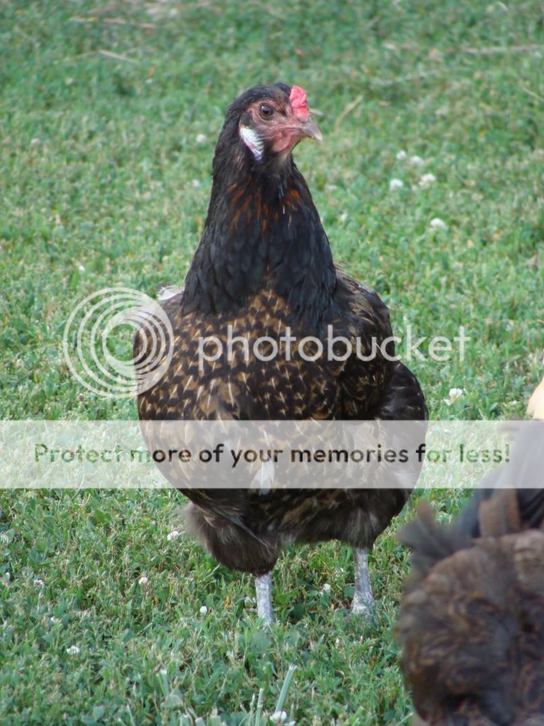 ChickPicks2177.jpg