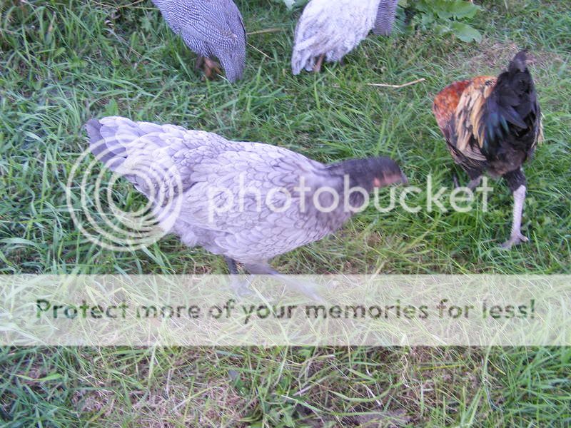 chickens013.jpg