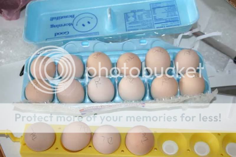 HeritageDellieEggs.jpg