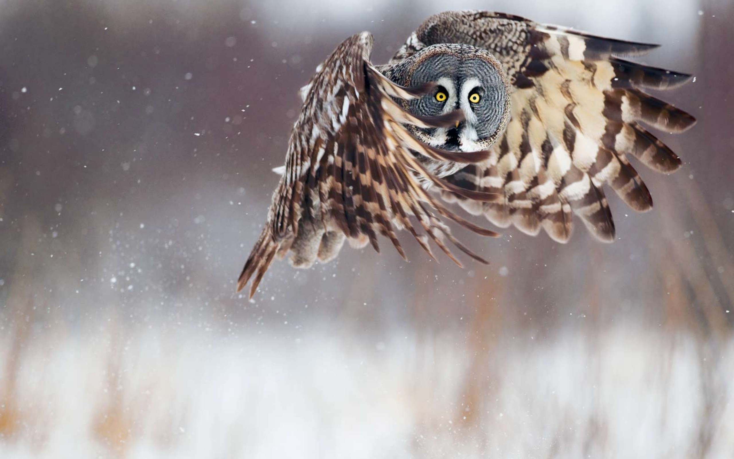 owl-bird-by-sven-zacek-national-geographic.jpg