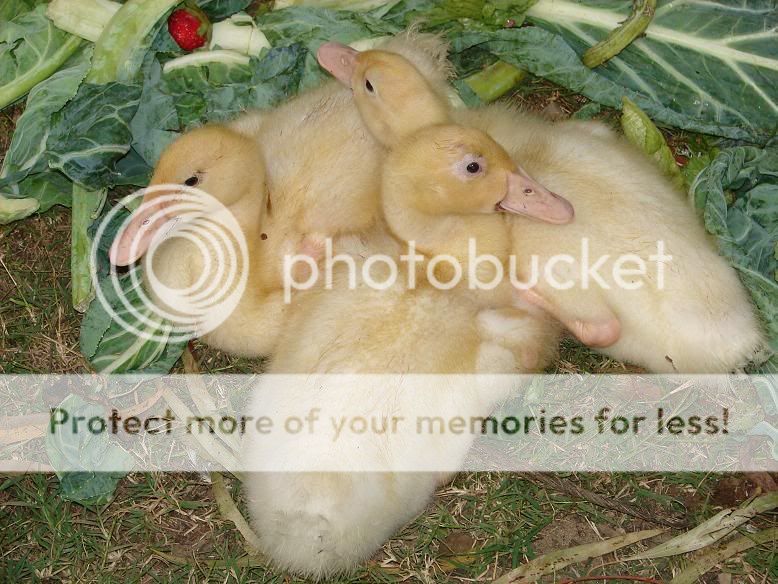 PekinDuckling1.jpg