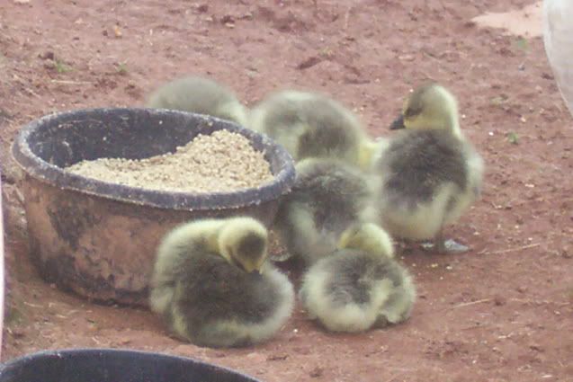 20100515GooseFamilyBabies2.jpg